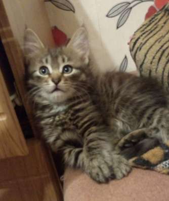 Котёнок смесь сибиряка и сиама