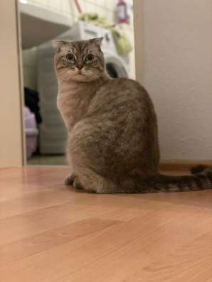Продаю Британского кота фото 5