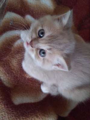 Британские котятки фото 8