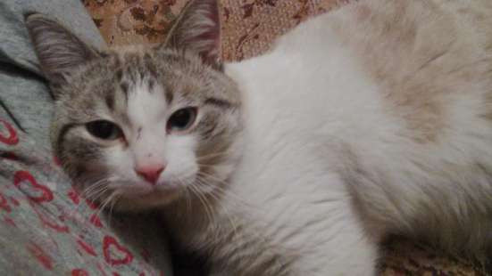Отдам невероятно ласкового кота