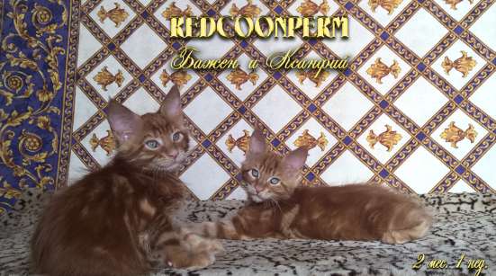 Котёнок менй кун красный солид. Шоу класс в Перми фото 6