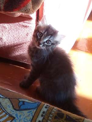 Двух месячный котёнок, мальчик в Магнитогорске фото 38