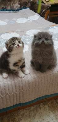 Шотландские котята фото 12