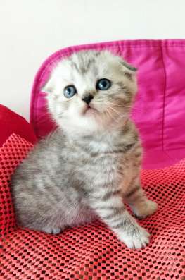 Скоттиш фолд и Скоттиш страйт шиншиллыРодословная фото 3
