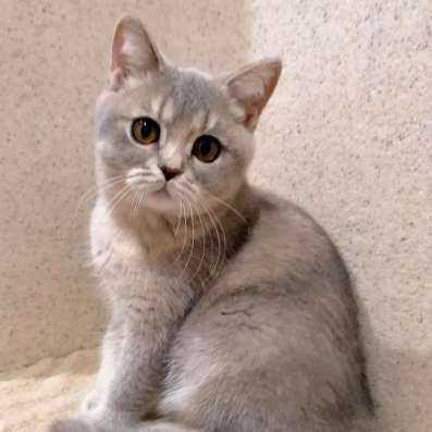 Британский котенок