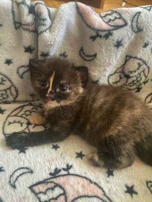Котята ищут семью