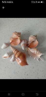 Морские раковины.