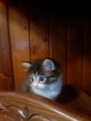 Отдам даром котята