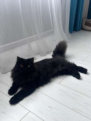 Персидский котик в Уфе фото 5
