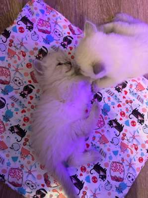 Котята Невские маскарадные