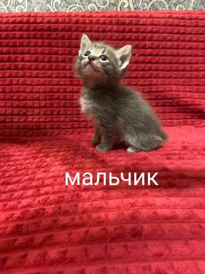 Котята в добрые руки в Нижнем Новгороде