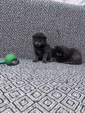 Шотландские котята в Омске