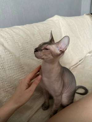 Отдам в добрые руки Котика сфинкс