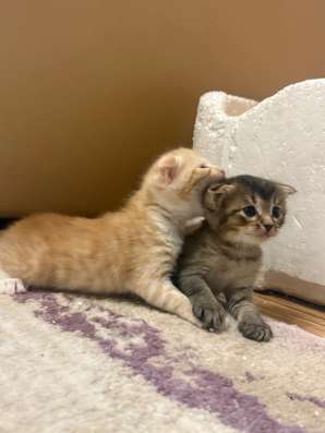 шотландские котята в Липецке фото 3