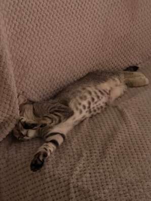 Котёнок в добрые руки в Москве