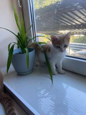 В добрые руки в Белой Калитве