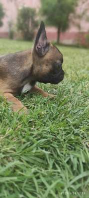Cuccioli di bulldog francese фото 6