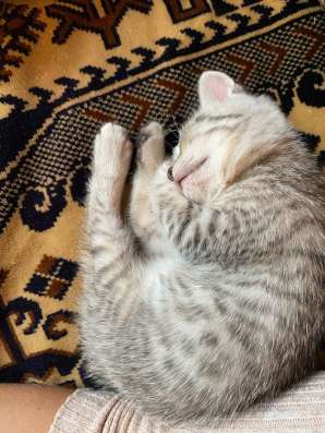 Котята (мальчики) в Набережных Челнах фото 6
