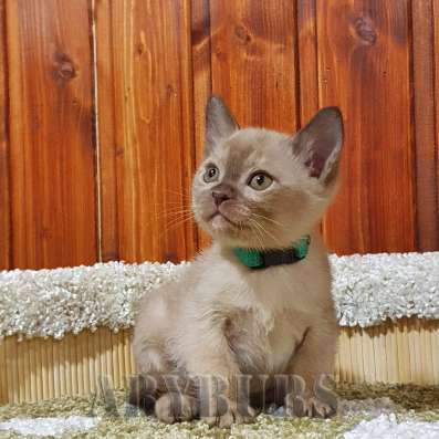 Бурманские котята в Челябинске фото 4