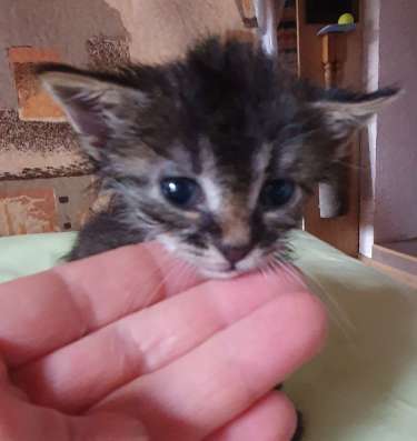 Котята в дар минск фото 4
