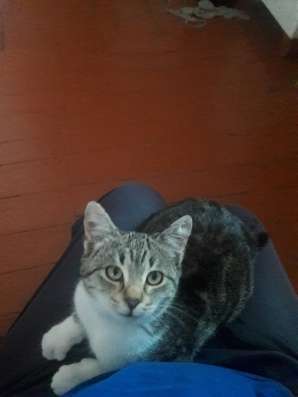 Котенок - девочка в белых носочках в добрые руки в Армавире