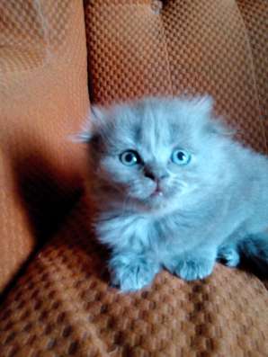 Вислоухие котята
