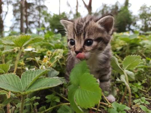 Котята ищут дом и любящих хозяев фото 6