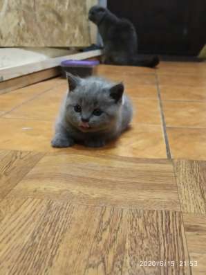 Котята шотландские фото 3