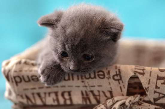 Котята ищут новых хозяев фото 3