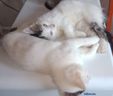 Котята в дар