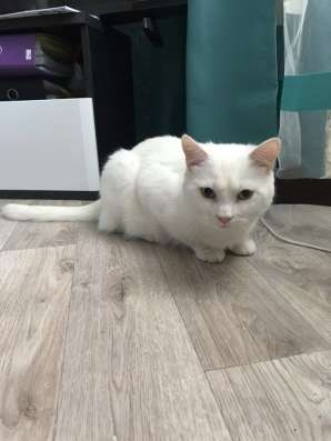 Отдам в добрые руки кота Кокоса