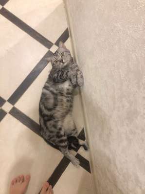 Вязка с шотландским котом в Уфе