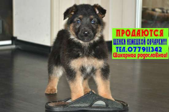 Продаются щенки немецкой овчарки!!! фото 4
