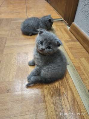 Котята шотландские фото 7