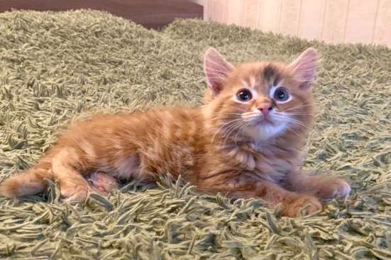 Котенок в добрые руки. Рыжий Морковкин в Москве фото 4