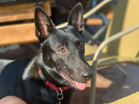 Шикарная Леся ищет семью! в Москве фото 6