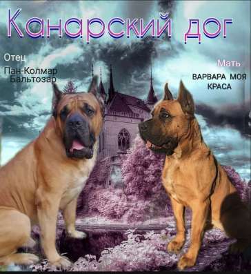 Канарский дог в Георгиевске