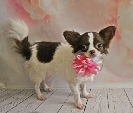 Female chihuahua longhair, of different ages фото 5