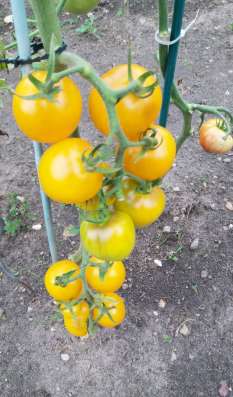 Продам семена томатов
