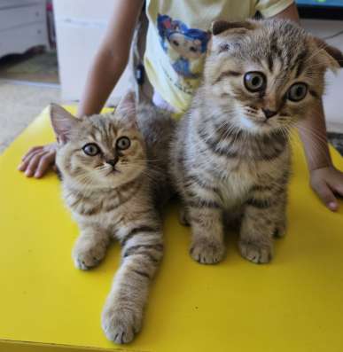 Шотландские котята фото 3