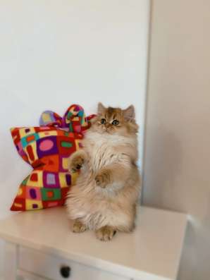 Британские длинношёрстые котята фото 3