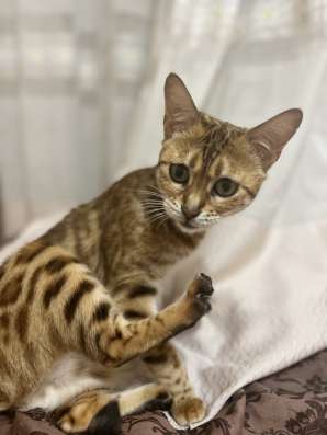 Бенгальские котята фото 4
