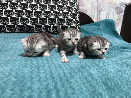 Шотландские котята в Сходне