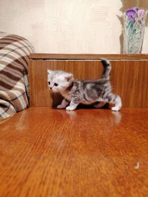 Продаю Котят Веслоухой Шотландки