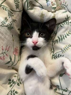 Котёнок, 3 месяца, мальчик