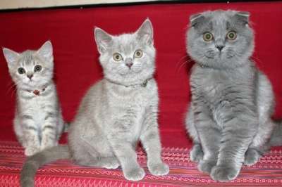 шикарные котята!