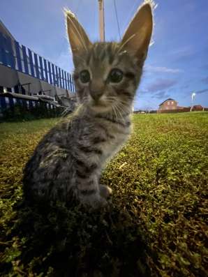 Котёнок без хвоста