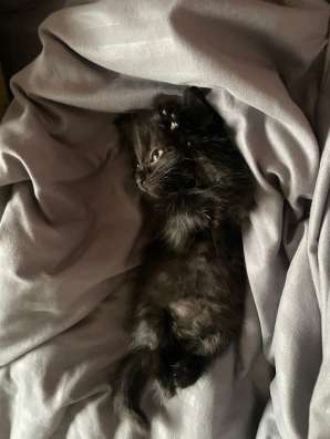 Котенок