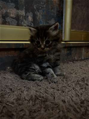 сибирские котята в Ставрополе