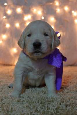 Golden Retriever Welpen фото 4